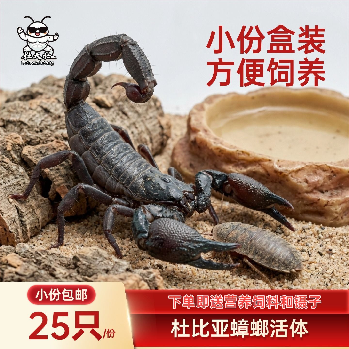 杜大壮杜比亚蟑螂活体小份盒装爬虫饲料蜘蛛蝎子蜈蚣螳螂蚂蚁包邮