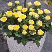 开花庭院植物玫瑰绿植花苗 金丝雀灌木微月多季 阳台月季 果汁阳台