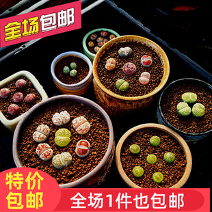 七彩花苑多肉植物潘杏科生石花南非混合屁股花石头花石生花