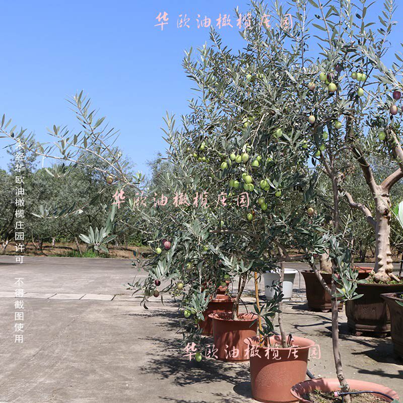 华欧油橄榄树盆栽大型绿植真植物大树庭院别墅露台阳台净化空气