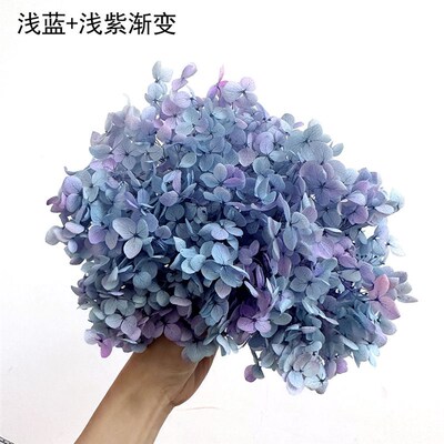 [eternal Flower Hydrangea] Anna Gradient Color Small Leaf Hy