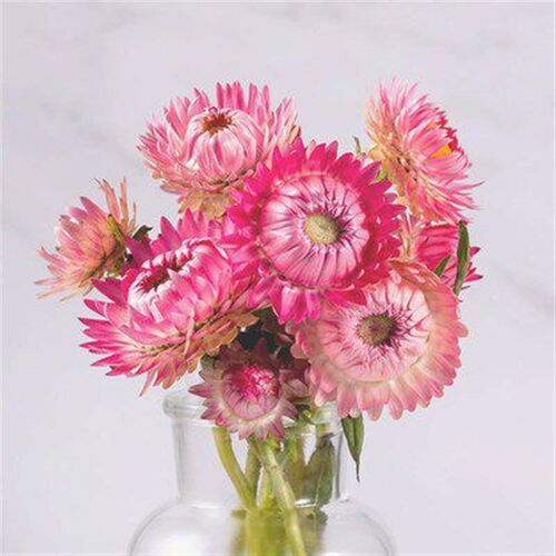 On September 11, one thousand acres of flowers single