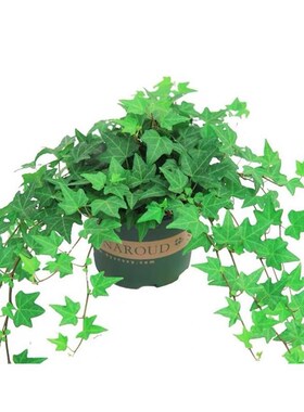 basil plants herbs mint rosemary thyme, spices Edible plant