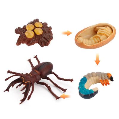 Kids Educational Toys Plant Seeds Growth Life Cycle Playset