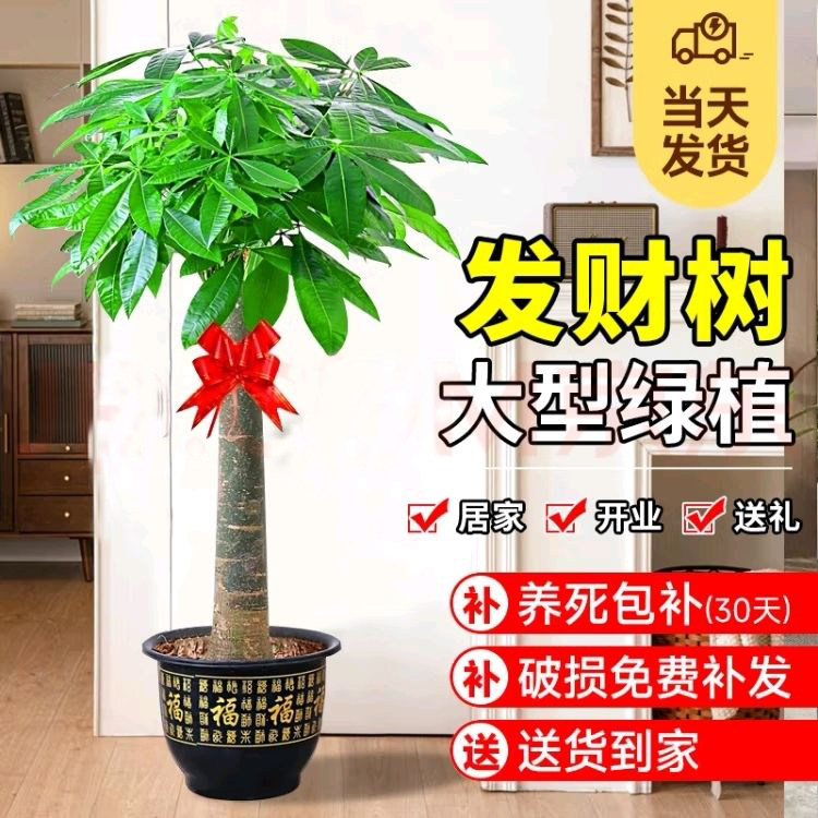 发财树盆栽室内大型步步高招财树大棵绿植物客厅花卉盆景开业乔迁,鲜花速递/花卉仿真/绿植园艺,大型绿植/成品组合盆栽,淘宝优惠券,粉丝福利购,淘宝优惠卷