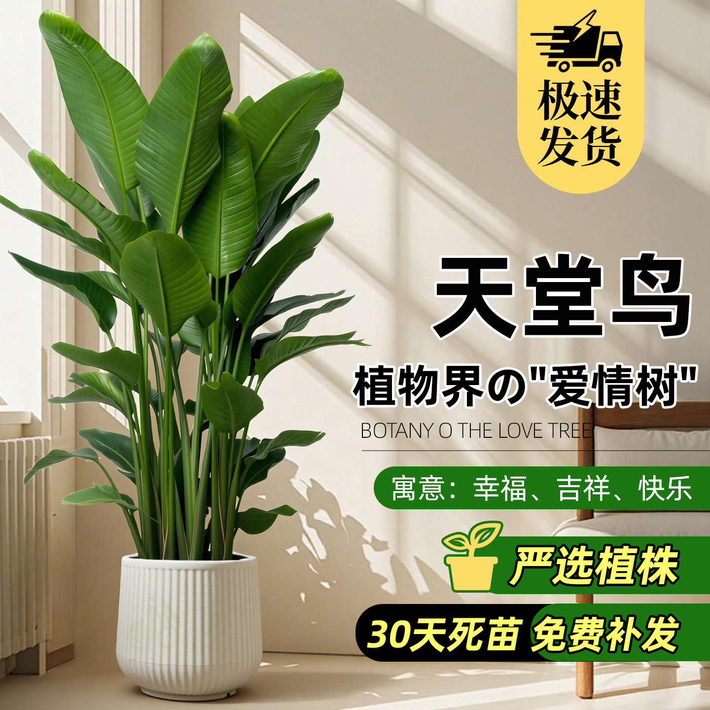 ZB天堂鸟客厅绿植盆栽室内大型植物花卉鹤望兰办公室高级落地好养