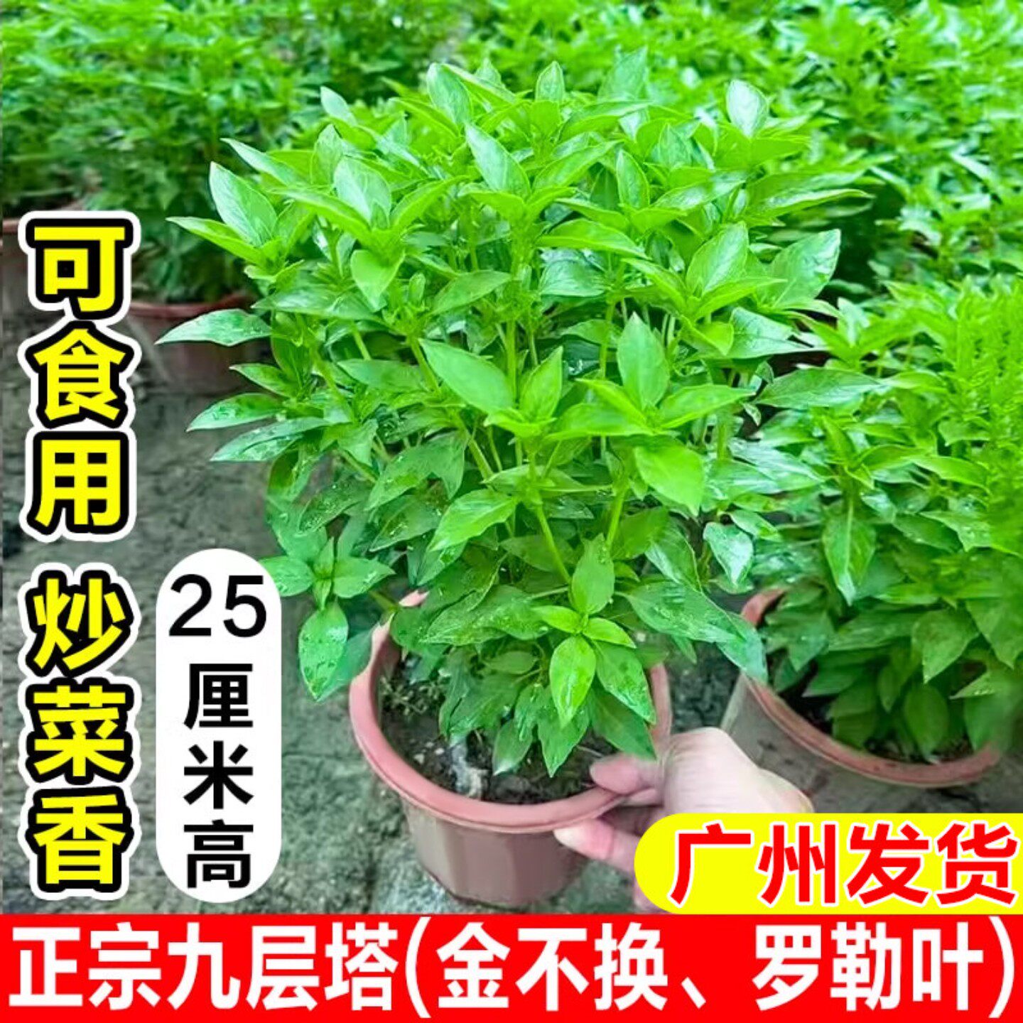 九层塔盆栽罗勒叶金不换大苗可食香草植物