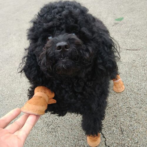 Classic Dog Shoes Winter Warm Pet Shoes For Small Dogs Cats