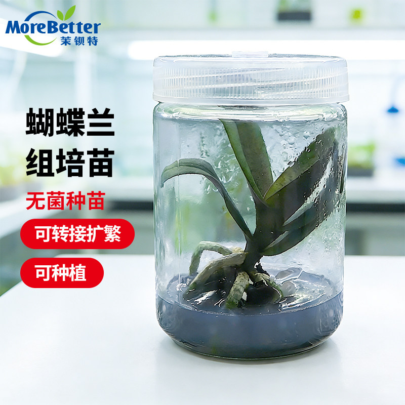 茉钡特蝴蝶兰无菌组培苗练苗转接