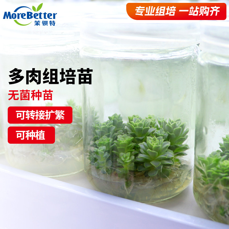 茉钡特多肉无菌组培苗根系发达