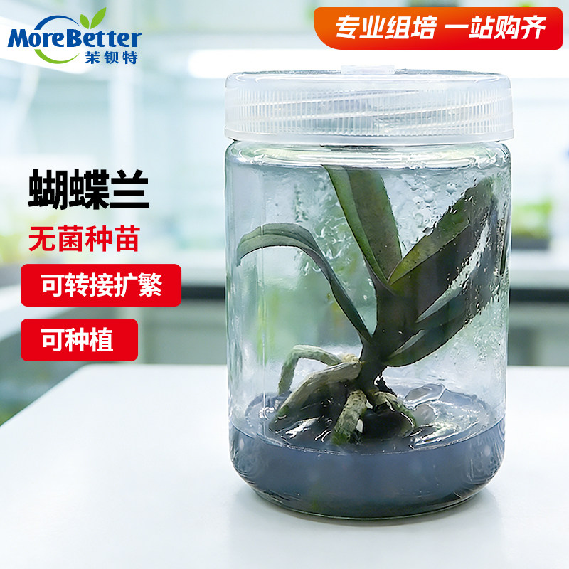 茉钡特蝴蝶兰无菌组培苗练苗转接