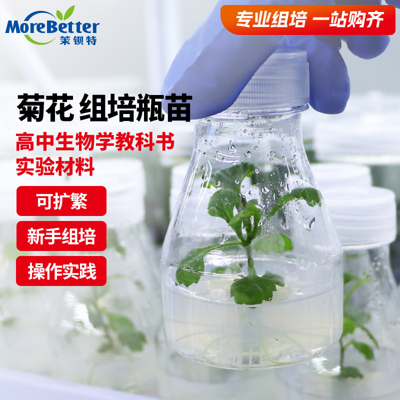茉钡特菊花无菌组培苗瓶苗高中生物实验组织培养可转接扩繁实验苗