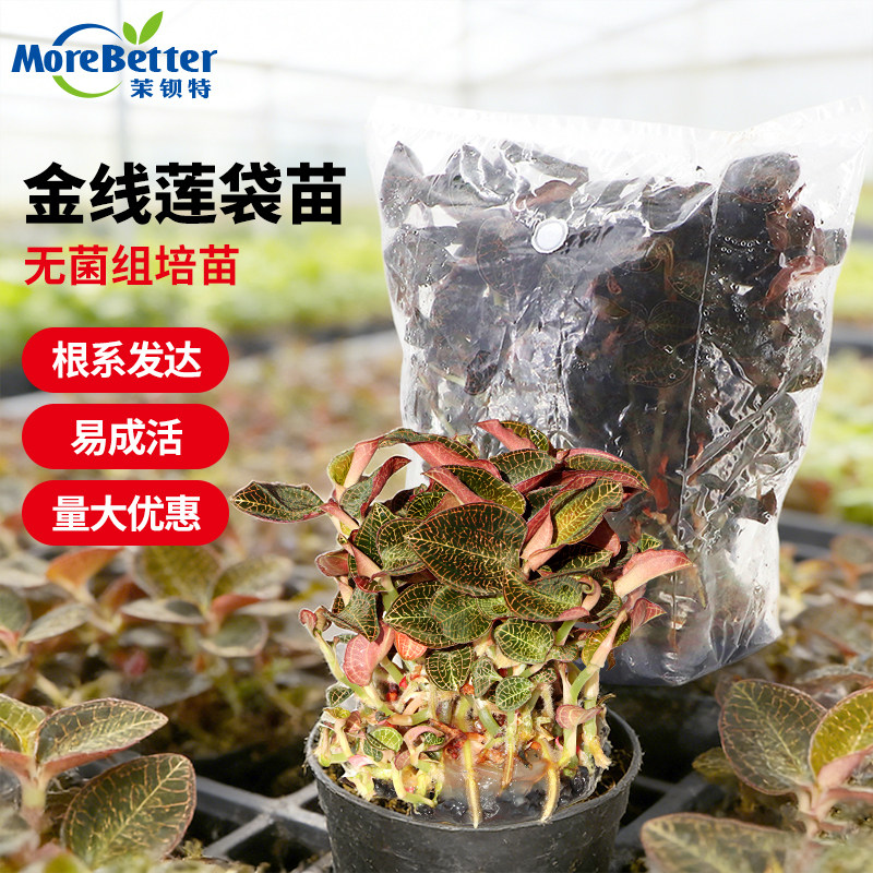 金线莲无菌组培苗种苗大圆叶品种