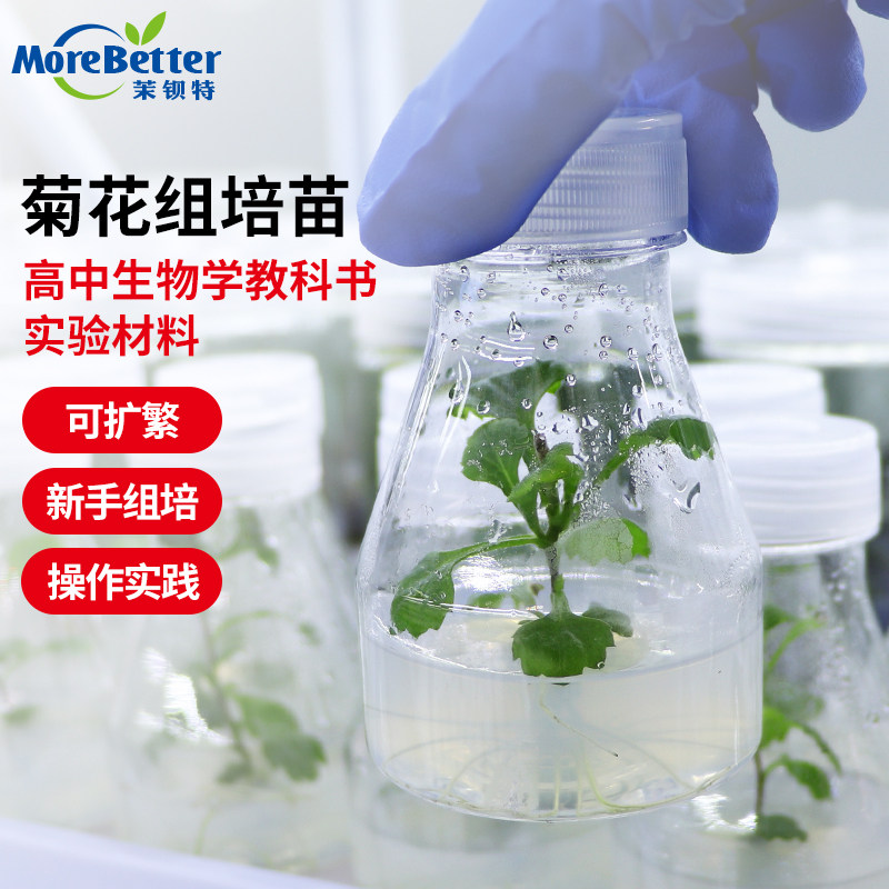 茉钡特菊花无菌组培苗瓶苗高中生物实验组织培养可转接扩繁实验苗