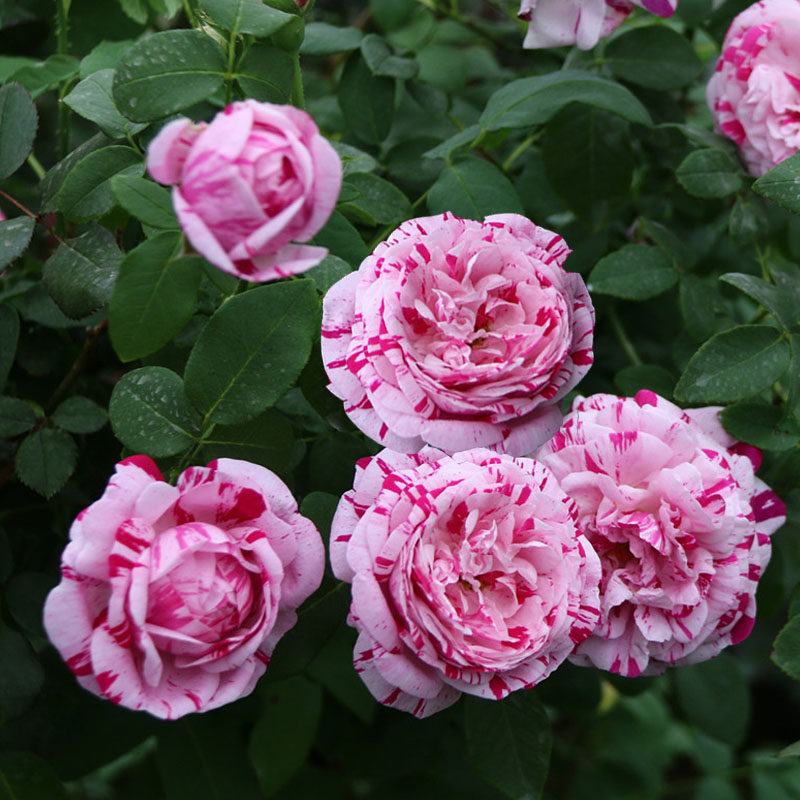 抓破美人脸条纹藤本大花月季苗爬藤攀援浓香花卉玫瑰爬藤蔷薇四季,鲜花速递/花卉仿真/绿植园艺,月季/蔷薇/玫瑰,淘宝优惠券,粉丝福利购,淘宝优惠卷