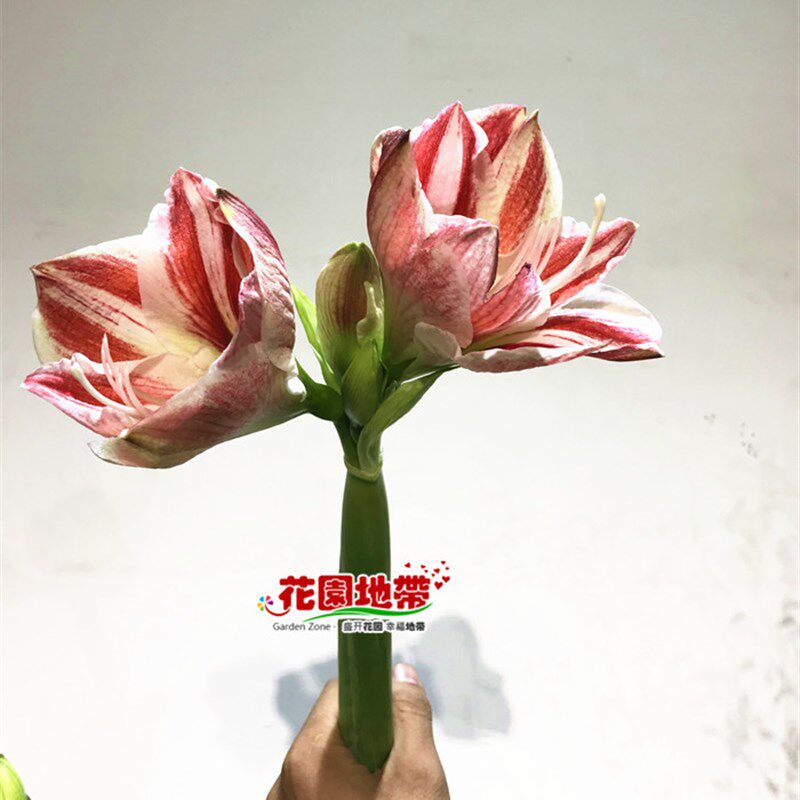 进口朱顶红家族多色朱顶红一枝家庭花艺插花瓶水养鲜花速递