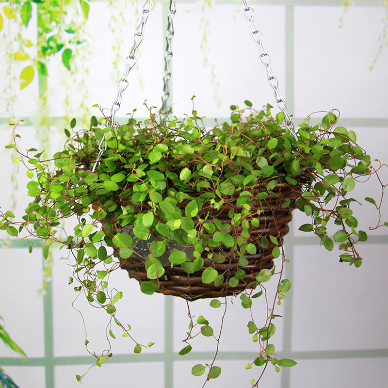 编织吊兰花盆手工藤编花篮吊兰盆悬挂式绿萝多肉吊篮花盆垂吊壁挂,鲜花速递/花卉仿真/绿植园艺,花盆,淘宝优惠券,粉丝福利购,淘宝优惠卷