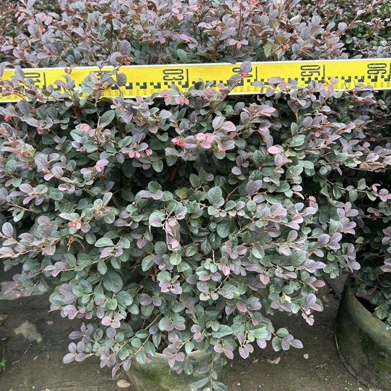 红继木大盆栽户外庭院室外暴晒大绿植红石楠好养园林工程绿化树苗
