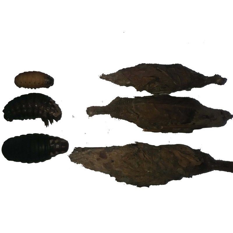 皮虫(精品通货)1斤:3两小虫单独装画眉鸟食饲料皮虫统货混合虫,宠物/宠物食品及用品,鸟食,淘宝优惠券,粉丝福利购,淘宝优惠卷