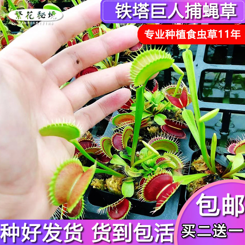 捕蝇草超大嘴扑蝇草食虫植物食人花猪笼草茅膏菜瓶子草组合驱蚊草,鲜花速递/花卉仿真/绿植园艺,绿植,淘宝优惠券,粉丝福利购,淘宝优惠卷