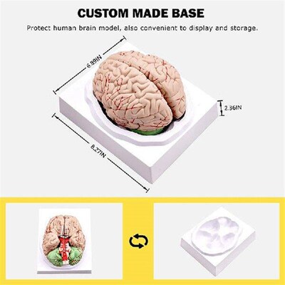 Human Brain Model,Life Size Human Brain Anatomy Model With