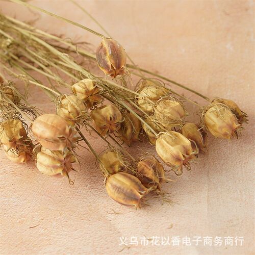 [nigella] Natural Dried Flower Eternal Flower Nordic Home De