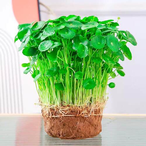 Hydroponic plants, potted plants, indoor hydroponics, leafy