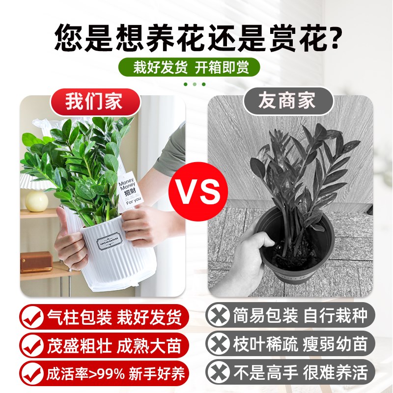 金钱树盆栽室内大盆绿植书房摆件招财钱串子四季常青好养易活植物