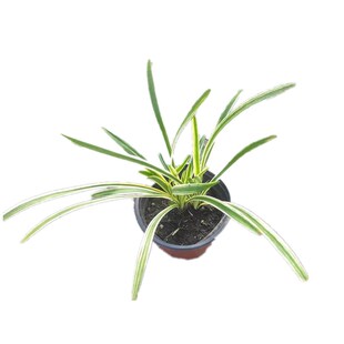 庭院观赏草花镜植物金叶石菖蒲箱根草麦冬墨西哥羽毛草粉黛乱子草