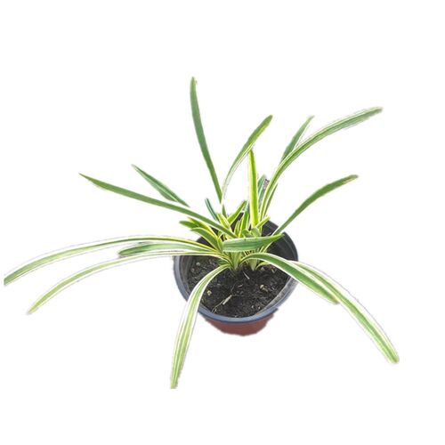 庭院观赏草花镜植物金叶石菖蒲箱根草麦冬墨西哥羽毛草粉黛乱子草