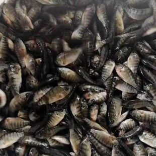 罗非鱼苗福寿鱼脆肉罗非鱼苗新吉富罗非鱼海南一号罗非苗