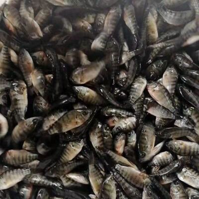 罗非鱼苗福寿鱼脆肉罗非鱼苗新吉富罗非鱼海南一号罗非苗