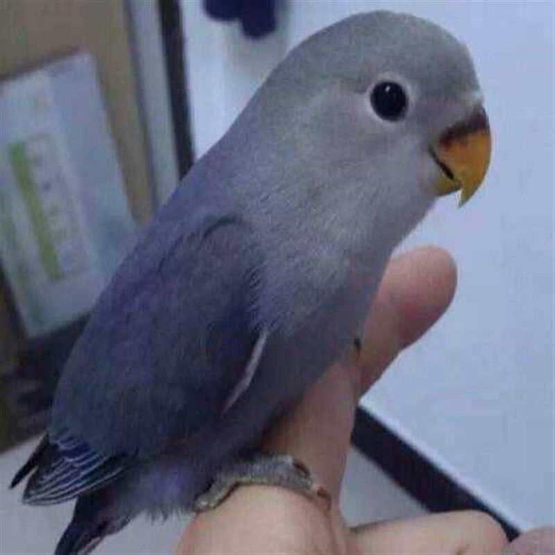 牡丹鹦鹉活鸟幼鸟黄桃绿桃绿金蓝腰小鸟亲人会学说话的家养宠物鸟