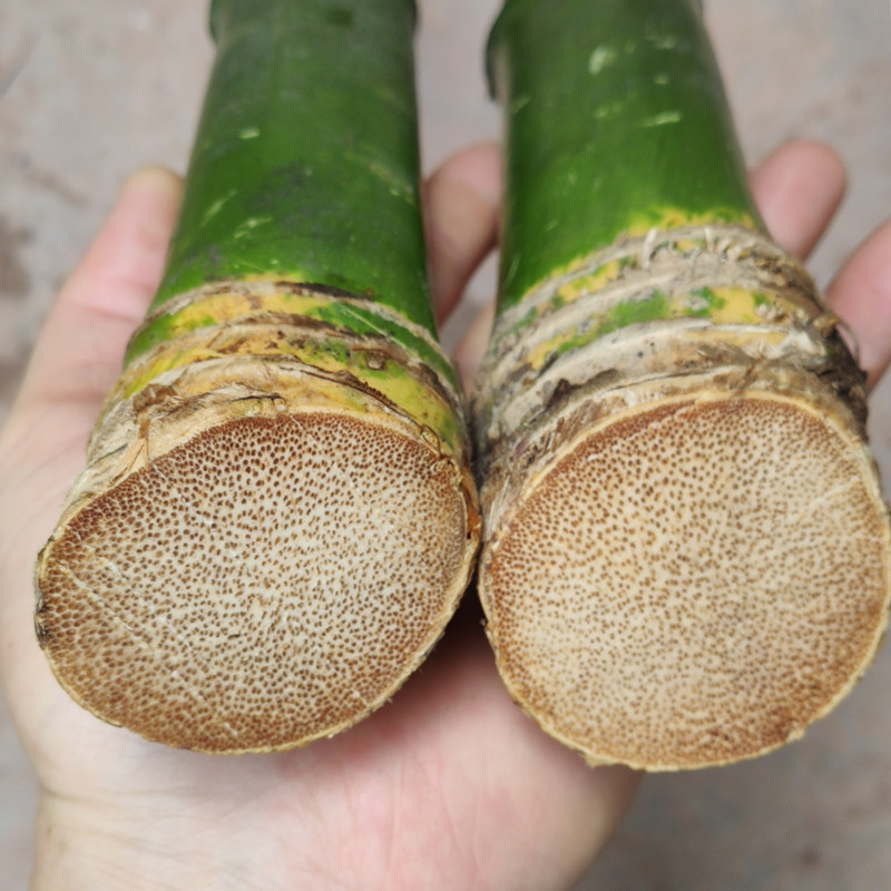 实心竹雕刻竹玉竹老水竹圈教鞭原材料拐杖竹棍竹杆带皮生竹厚竹根