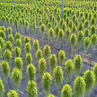 老人须松萝无土培养植物吊兰空气凤梨空气草雨林室内造景植物