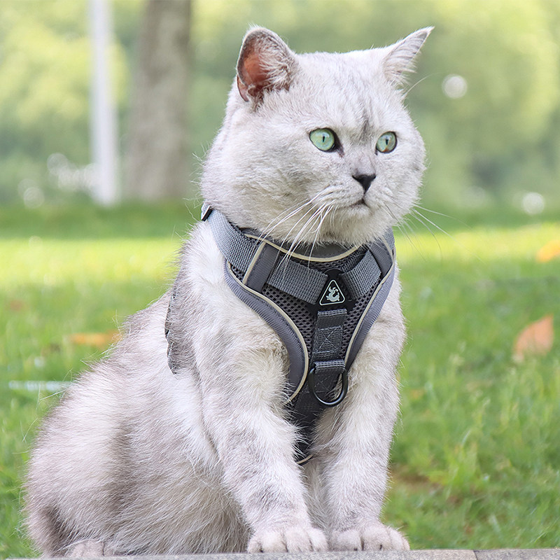 猫咪牵引绳防挣脱布偶猫背带蓝猫溜猫绳子猫咪外出专用遛猫绳透气,宠物/宠物食品及用品,猫牵引绳,淘宝优惠券,粉丝福利购,淘宝优惠卷