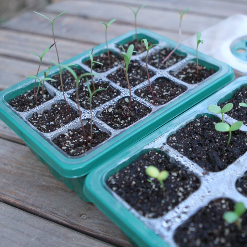 Wolf herder cutting and rearing seedg hole tray succulent - 实物图