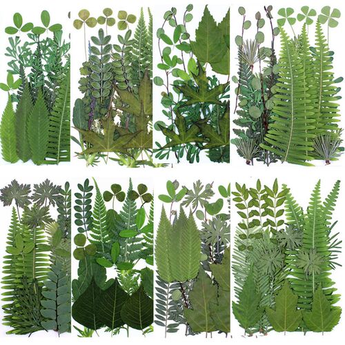 Green Leaf Combination Package, Real Leaf Plant Specimen ers