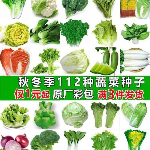 Vegetable seed planting, lettuce, spinach seeds, cabbage, r