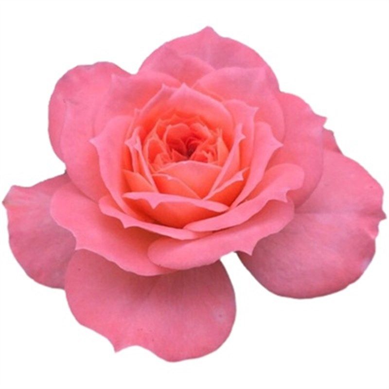 三文鱼 阳台微型月季扦插 开玫瑰花花苗 观花绿植物花卉盆栽,鲜花速递/花卉仿真/绿植园艺,月季/蔷薇/玫瑰,淘宝优惠券,粉丝福利购,淘宝优惠卷