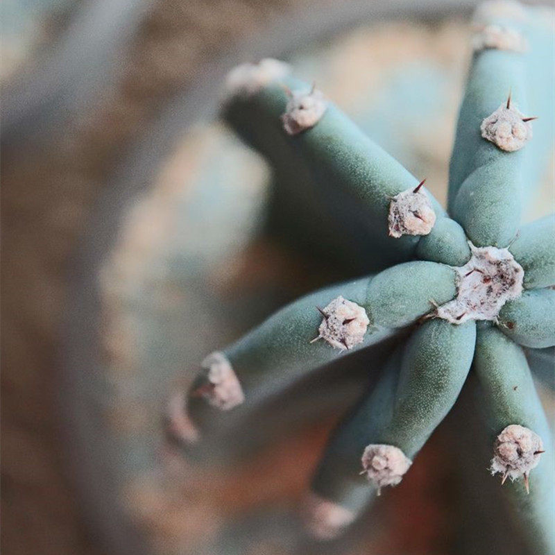 量天尺 大型仙人柱仙人掌阳台庭院露养开花好养活易度夏观赏盆栽,鲜花速递/花卉仿真/绿植园艺,多肉植物,淘宝优惠券,粉丝福利购,淘宝优惠卷