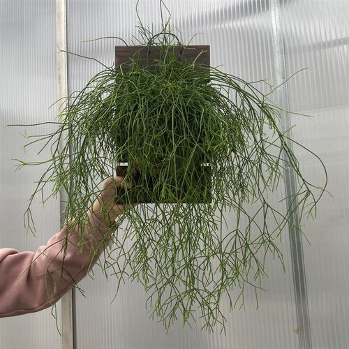 板植球兰 室内多种球兰挂墙式植物 好养绿植开花植物 北欧风