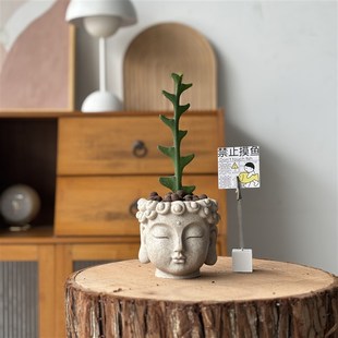 鱼骨令箭多肉植物盆栽创意新中式禅意国风一念花开禅意桌面好养活