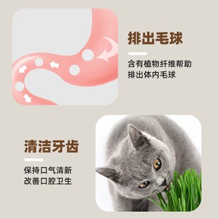 猫草粉即食猫草猫咪化毛拌粮助排毛球零食冻干助消化麦苗粉猫