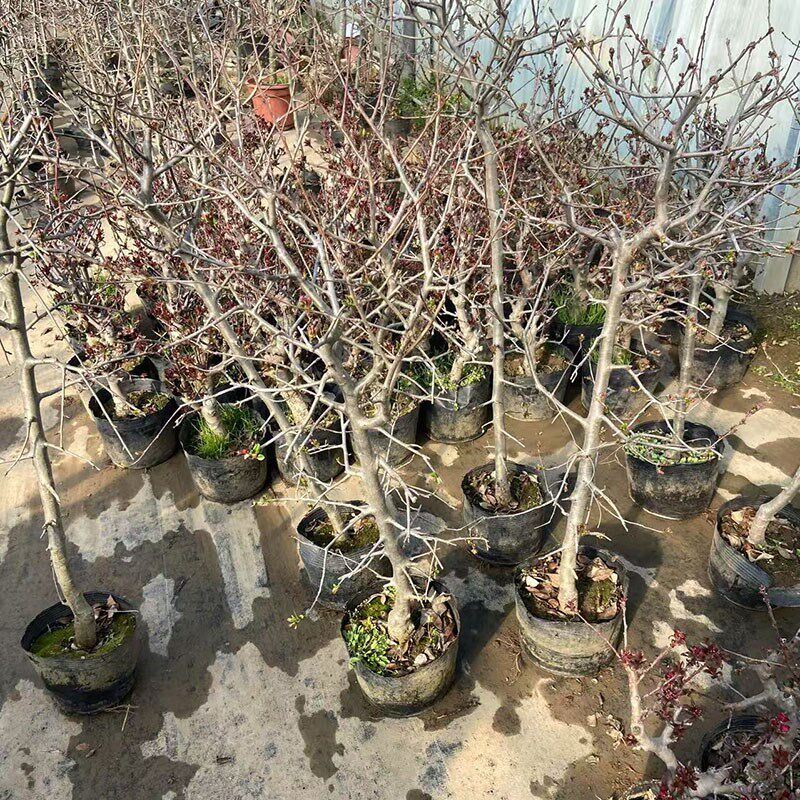 垂丝海棠花树苗盆栽带花苞原盆原土发货好养当年开花庭院