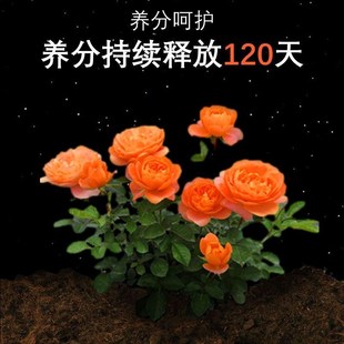 月季花专用肥玫瑰花促花养花叶子发黄枯萎复合肥缓释肥颗粒控释肥