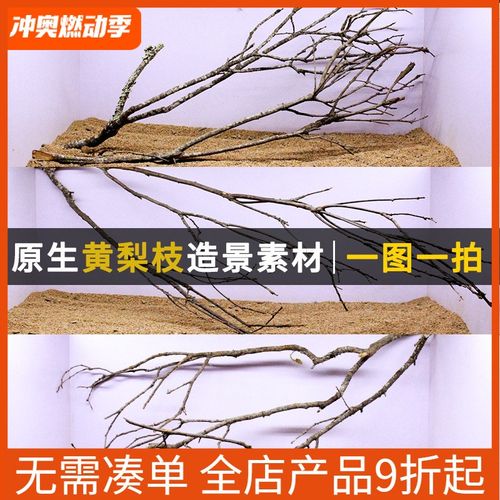 原生缸造景黄梨枝沉木装饰南美缸鹿角枝素材一物一拍鱼缸倒挂树枝