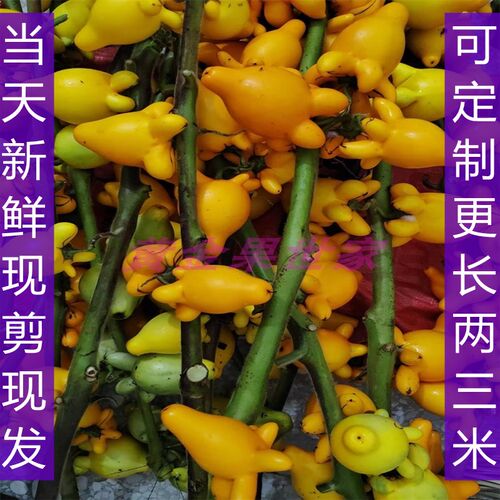 五代果鲜花年花春节摆件鲜切枝五世同堂果枝条干花干放即可水分足