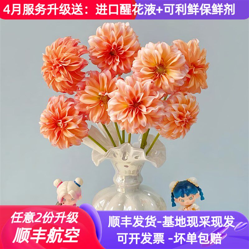 鲜切花稀有大丽花奶油桃子云南昆明斗南鲜花基地直发家用插花水培