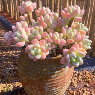 多肉植物超大洛神 多株多头大颗 带盆栽好果冻色易养殖净化空气